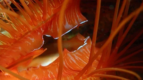 Electric clam Video stock 112037396