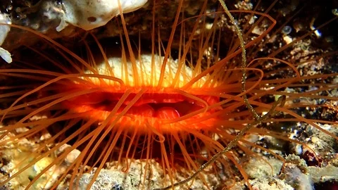 Electric clam Video stock 112316137