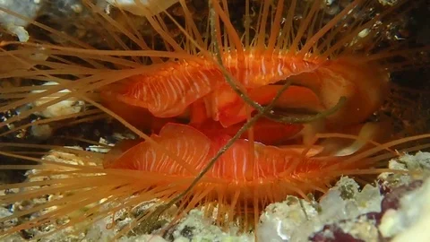 Electric clam Stock Footage 112535864