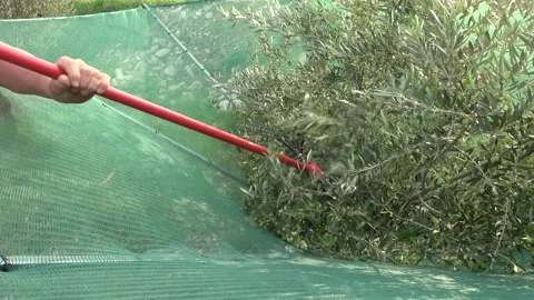 Electric comb picker throws the olives to the portable collection funnel Video stock 147517542