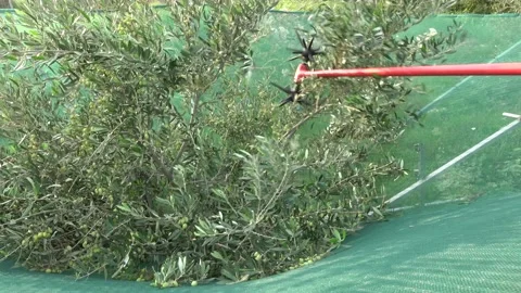 Electric comb picker throws the olives to the portable collection funnel Video stock 147517567