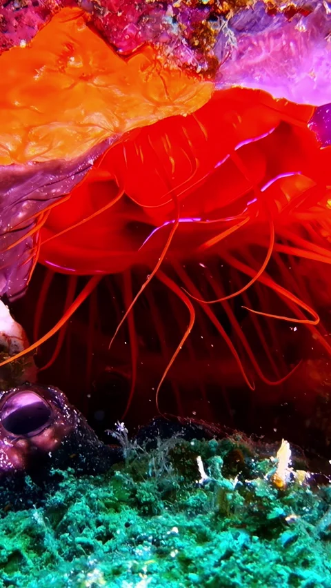Electric Disco Clam Flashing Light and Extending Vibrant Red Tentacles. Stock Footage 336806896