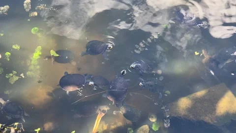 Electric Eel and Turtles in Australia – Rare Aquatic Wildlife Encounter Stock Footage 309372702