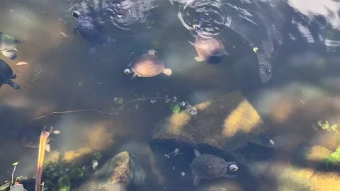 Electric Eel and Turtles in Australia – Rare Aquatic Wildlife Encounter Stock Footage 309372873