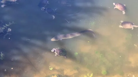 Electric Eel and Turtles in Australia – Rare Aquatic Wildlife Encounter Stock Footage 309380308