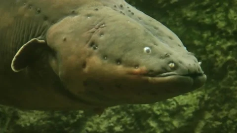 Electric eel in Aquarium, close up, USA Stock Footage 223227944