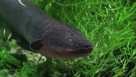 Electric eel in aquarium Video stock 234706327