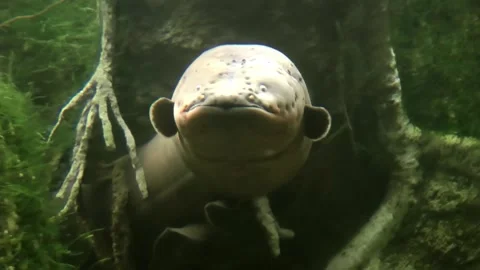 Electric eel in Aquarium, USA Stock Footage 223227877