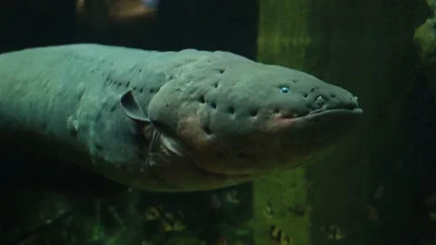 Electric eel close up. Dangerous underwater creatures Video stock 132021342