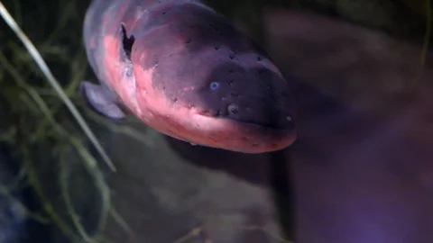 Electric Eel Close-up Electrophorus Electricus 動画素材 108168589