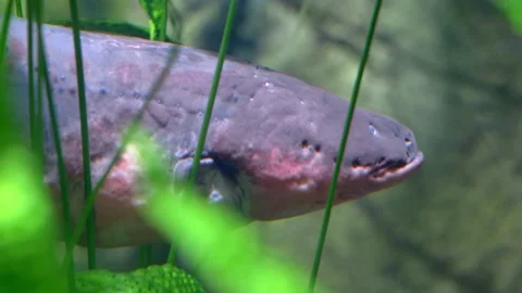 Electric Eel Close-up Electrophorus Electricus Stock Footage 170154375