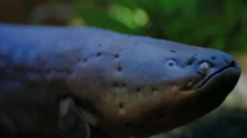 The electric eel Electrophorus electricus . Dangerous fish in Malaysia Stock Footage 71768857