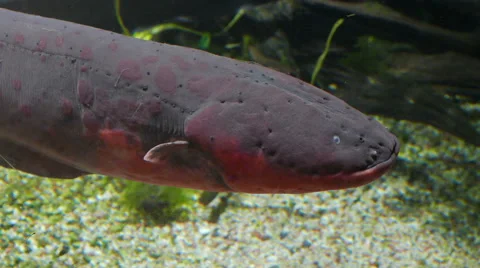 Electric eel. Electrophorus electricus. Fish Stock Footage 56052664