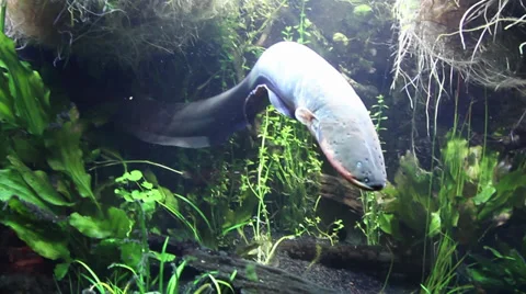 An Electric Eel, Electrophorus electricus Stock Footage 31584131