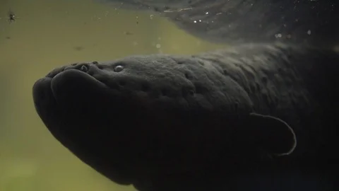 Electric Eel Stock Footage ~ Royalty Free Stock Videos