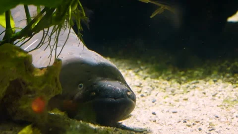 Electric eel (Electrophorus electricus) Stock Footage 205077407