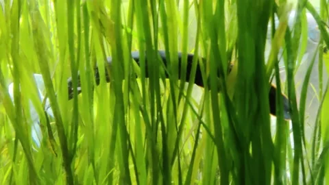 Electric eel, electrophorus electricus Stock Footage 231541155