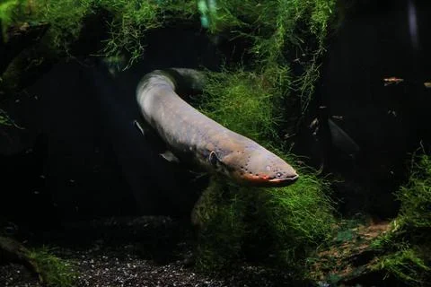 An electric eel emerges from the algae Stock Photos
