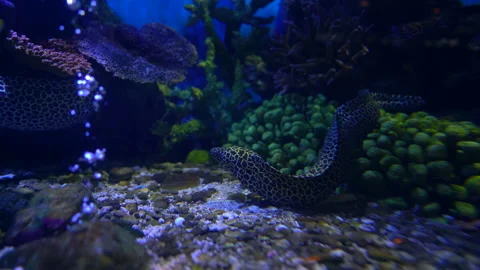 Electric eel fish under water of sea Video stock 140806690