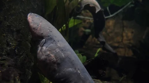 Electric Eel 库存影片 96721771