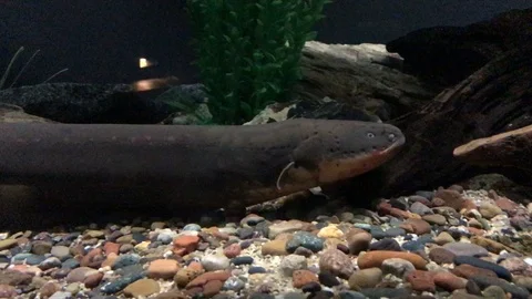 Electric Eel Stock Footage 120810988