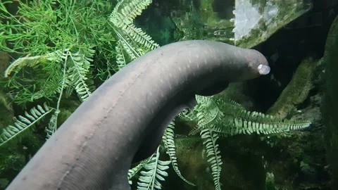 Electric Eel Stock Footage 145711767