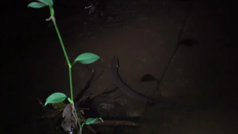 Electric eel hunting at night Stock Footage 251635672