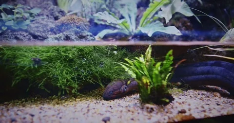 Electric Eel Lies On Bottom Of Aquarium. Electric Eels Genus, Electrophorus, Of Stock Footage 328943557