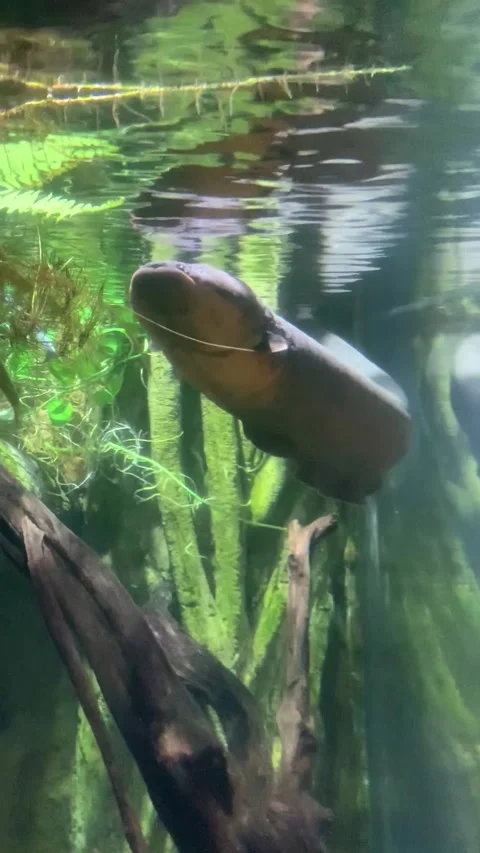 Electric eel from Singapore aquarium Stockbeeldmateriaal 344579309