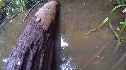 Electric eel swimming along a log of wood Stock Footage 40801191