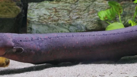 Electric eel swimming along sandy bottom Stock Footage 327704173