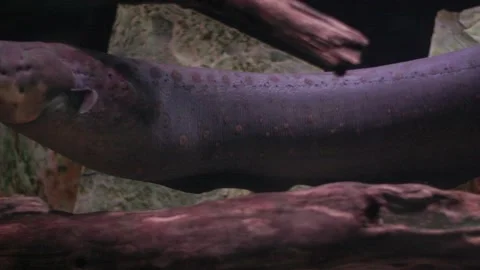 Electric eel swimming in dark water Stock Footage 327704147