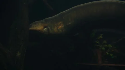 Electric eel underwater fish aquarium animal marine life zoo Stock Footage 319563834