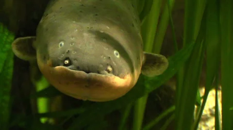The Electric eel in the water Stock Footage
