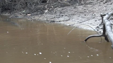Electric ell resting beside rived bank during day in an amazon tributary Stock Footage 60227704