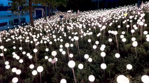 Electric flowers 스톡 동영상 315758153