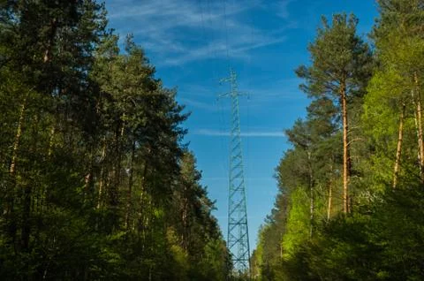  Electric forest Stock Photos