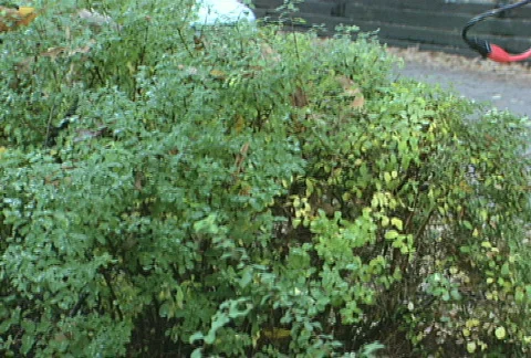 Electric Hedge Trimmer Stock Footage