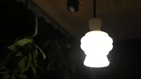 Electric Lamp Glowing, Bug Flies On Light, Flock Of Midges On Light Globe Stock Footage 220491583