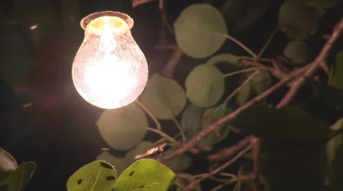Electric Light in the Night Garden Stock Footage 8518653