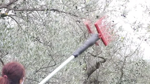 Electric machine while harvesting olives 動画素材 142329094