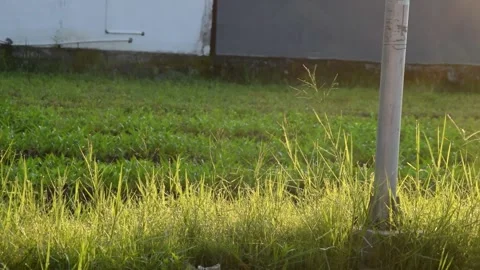 Electric pole base with dewy green grass glowing in the morning sunlight Stock Footage 312127840