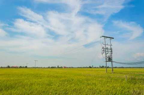 Electric pole on a paddy field Stock Photos