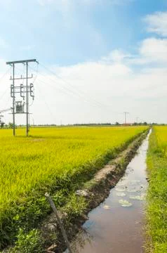 Electric pole on a paddy field Stock Photos
