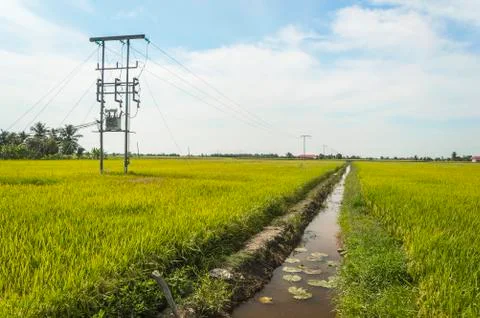 Electric pole on a paddy field Stock Photos