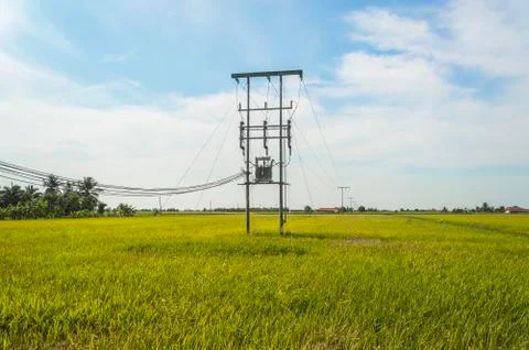 Electric pole on a paddy field Stock Photos