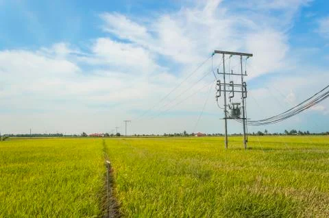 Electric pole on a paddy field Stock Photos