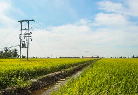 Electric pole on a paddy field Stock Photos