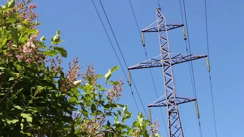 Electric poles in the forest Video stock 75550149