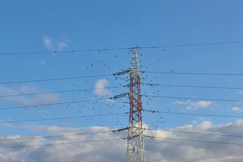Electric poles supporting wires Stock Photos